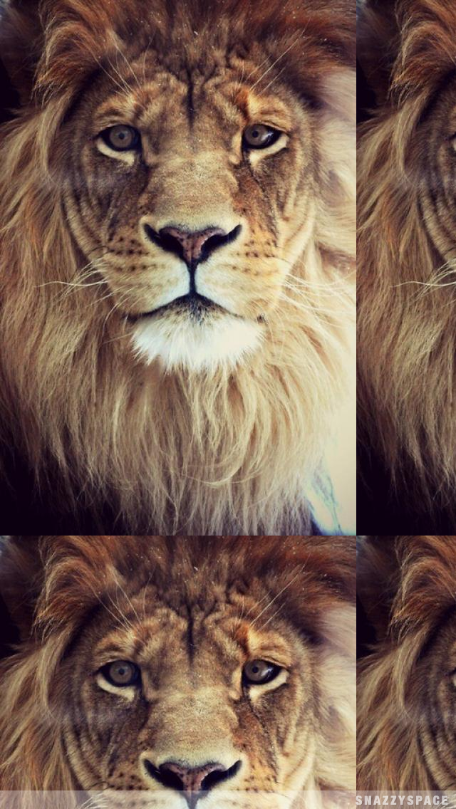 Lion iPhone Wallpaper